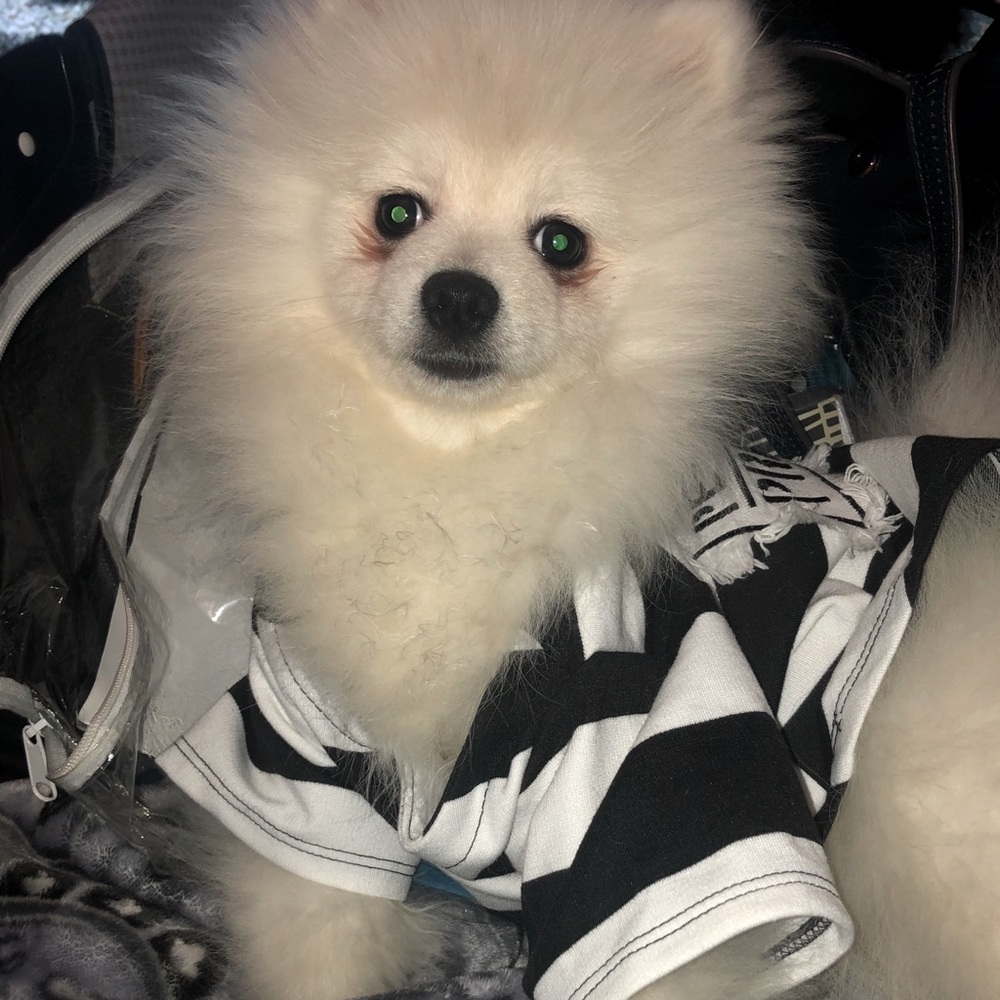 Bailey Boo 👻 & Mister Yogi Bear 🐻